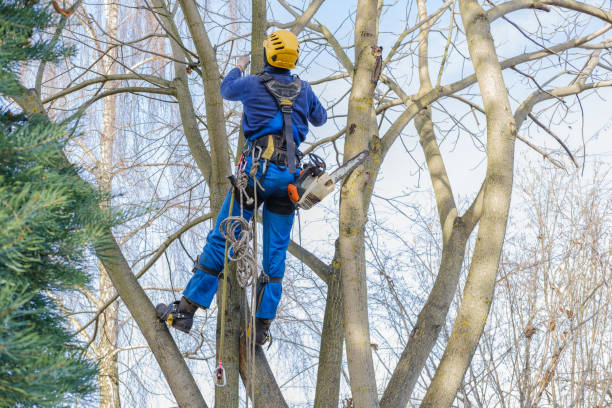 Best Arborist Consultation Services  in USA